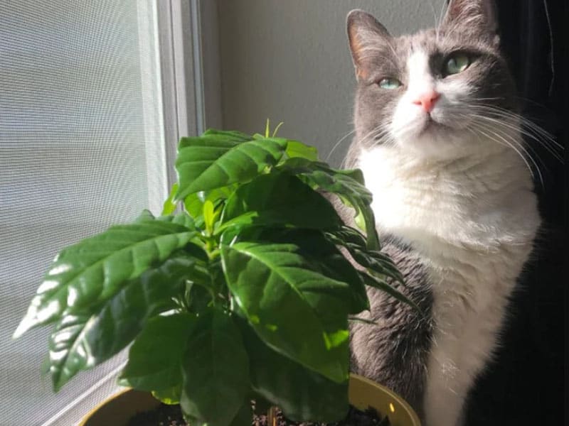 Coffee Plants Side Effects To Cats
